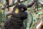 Yellow-tailed Black-Cockatoo (Calyptorhynchus funereus)
